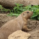 Do Groundhogs have Good Eyesight and Hearing