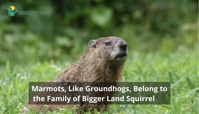 Marmots, Like Groundhogs, Belong to the Family of Bigger Land Squirrel
