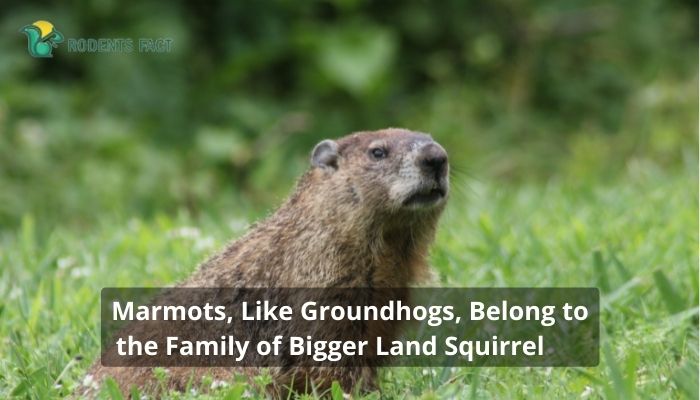 Marmots, Like Groundhogs, Belong to the Family of Bigger Land Squirrel