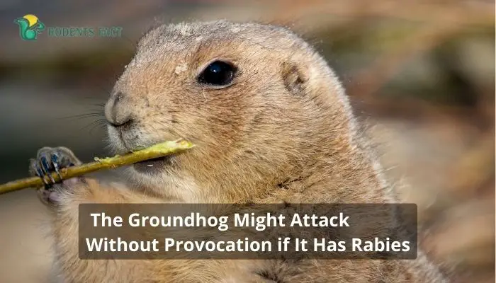 The Groundhog Might Attack Without Provocation if It Has Rabies