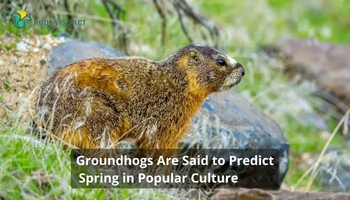  Groundhogs Are Said to Predict Spring in Popular Culture