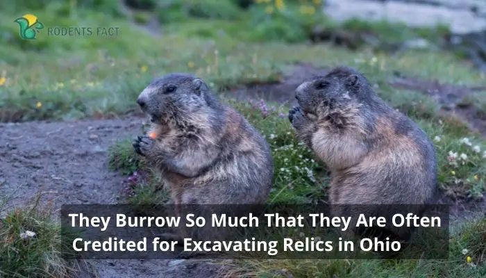 They Burrow So Much That They Are Often Credited for Excavating Relics in Ohio