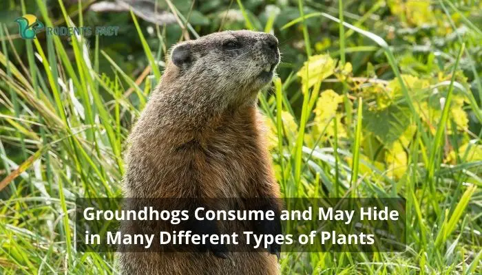 Groundhogs Consume and May Hide in Many Different Types of Plants
