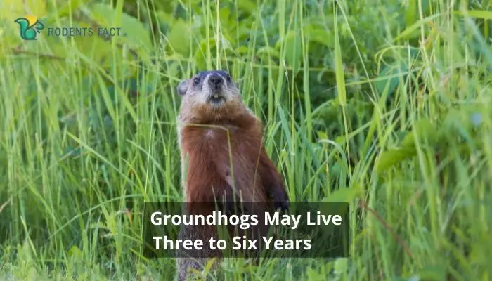 Groundhogs May Live Three to Six Years