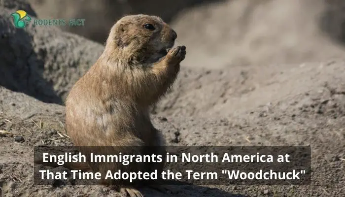 English Immigrants in North America at That Time Adopted the Term _Woodchuck