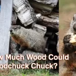 How-Much-Wood-Could-A-Woodchuck-Chuck