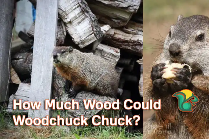 How Much Wood Could A Woodchuck Chuck?