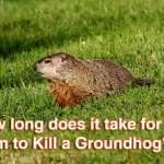 How long does it take for Gum to Kill a Groundhog?