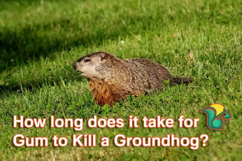 How long does it take for Gum to Kill a Groundhog?