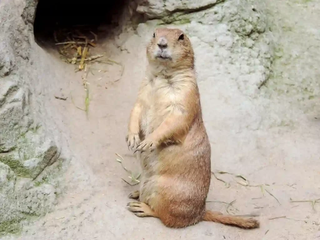 How to fill a Groundhog Tunnel