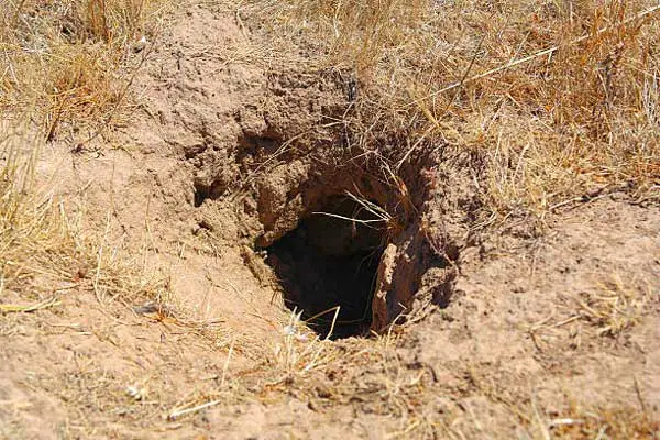 How to fill groundhog hole with sand