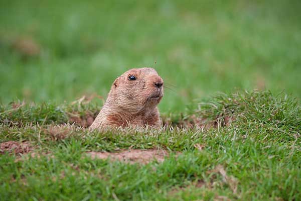 How to plug groundhog holes