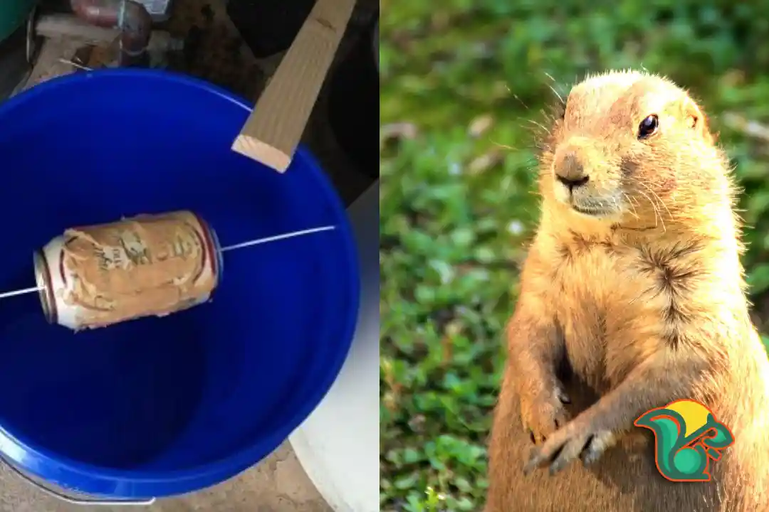 How to Kill a Groundhog with Antifreeze?