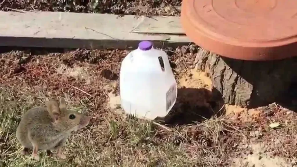 Step by Step Catching Groundhog with a Milk Jug 