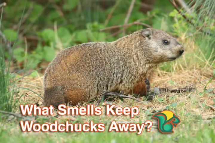 What Smells Keep Woodchucks Away?