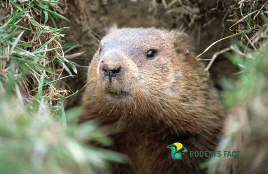 Will Antifreeze Kill Groundhogs