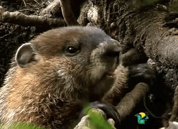 Will bubble gum kill groundhogs