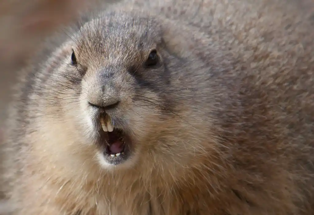 Do Groundhogs Attack Humans