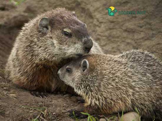 Female vs Male Groundhog
