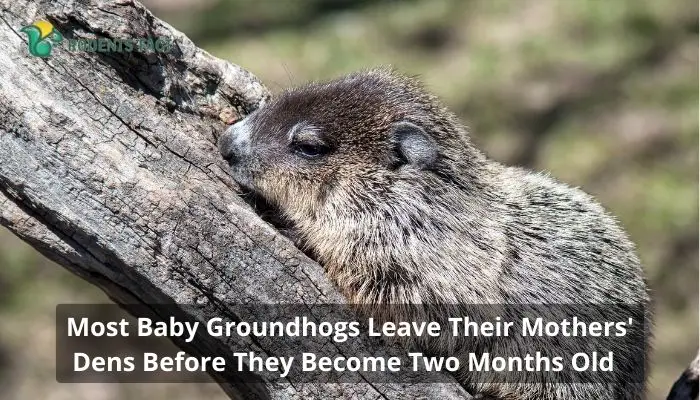 Most Baby Groundhogs Leave Their Mothers' Dens Before They Become Two Months Old
