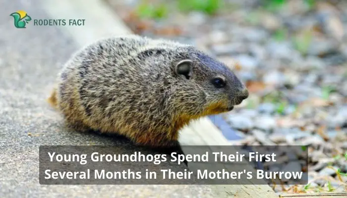 Young Groundhogs Spend Their First Several Months in Their Mother's Burrow