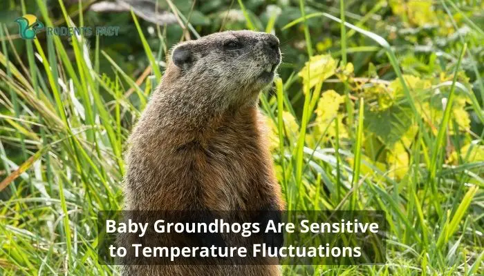 Baby Groundhogs Are Sensitive to Temperature Fluctuations