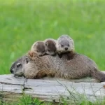 How many Babies do Groundhogs have?