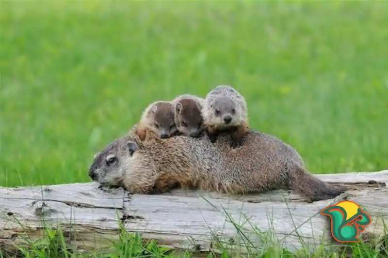 How many Babies do Groundhogs have?