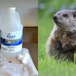 How to Get Rid of Groundhogs Ammonia?