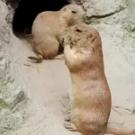 Male vs. Female Groundhogs
