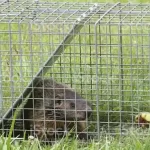What is the Best Bait to Trap Groundhogs?