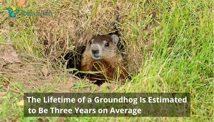 The Lifetime of a Groundhog Is Estimated to Be Three Years on Average