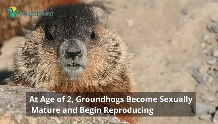 At the Age of 2, Groundhogs Become Sexually Mature and Begin Reproducing