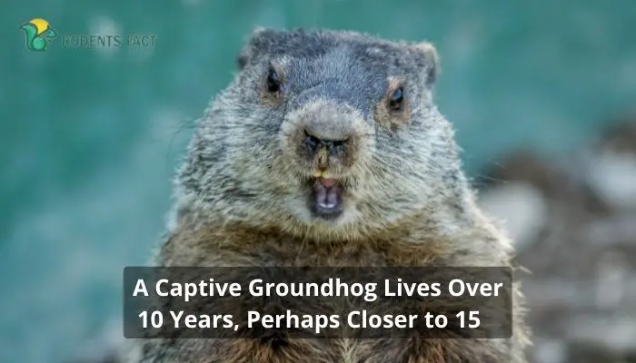 A Captive Groundhog Lives Over 10 Years, Perhaps Closer to 15