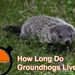 How Long Do Groundhogs Live