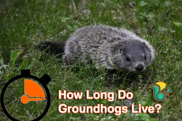 How Long Do Groundhogs Live- The Lifespan of a Groundhog!