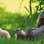 How To Tell How Old A Baby Groundhog Is