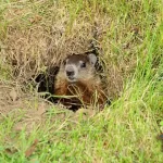 When Do Groundhogs Come Out Of The Hibernation?
