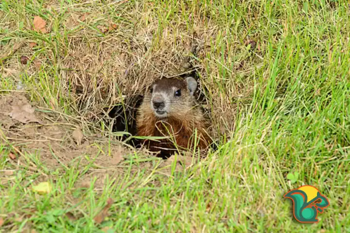 When Do Groundhogs Come Out Of The Hibernation? 