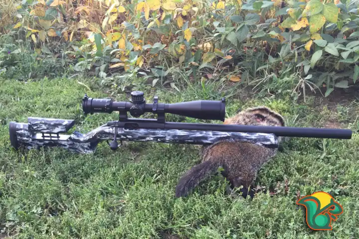 Where To Shoot A Groundhog With A Pellet Gun