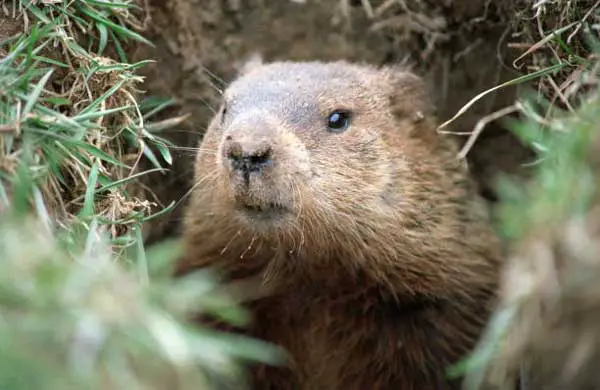Where to shoot a groundhog with a pellet gun