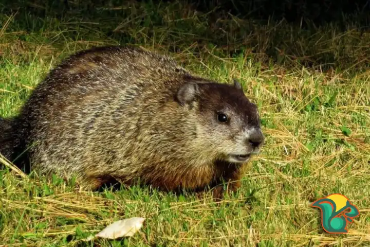 Will mothballs keep groundhogs away
