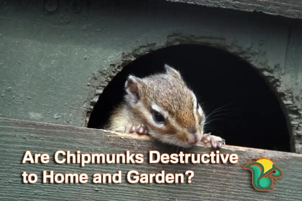Are Chipmunks Destructive to Home and Garden? 