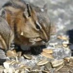How Many Chipmunks Can Live Together