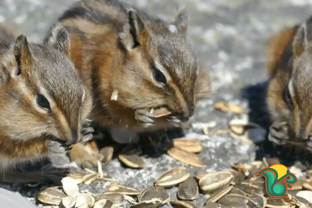 How Many Chipmunks Can Live Together? – Find Your Answer Here
