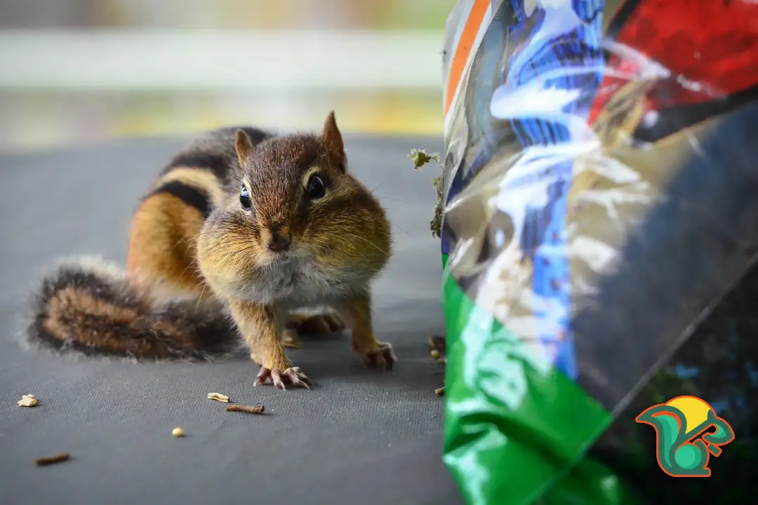 How To Keep Mice And Chipmunks Out Of Your House?