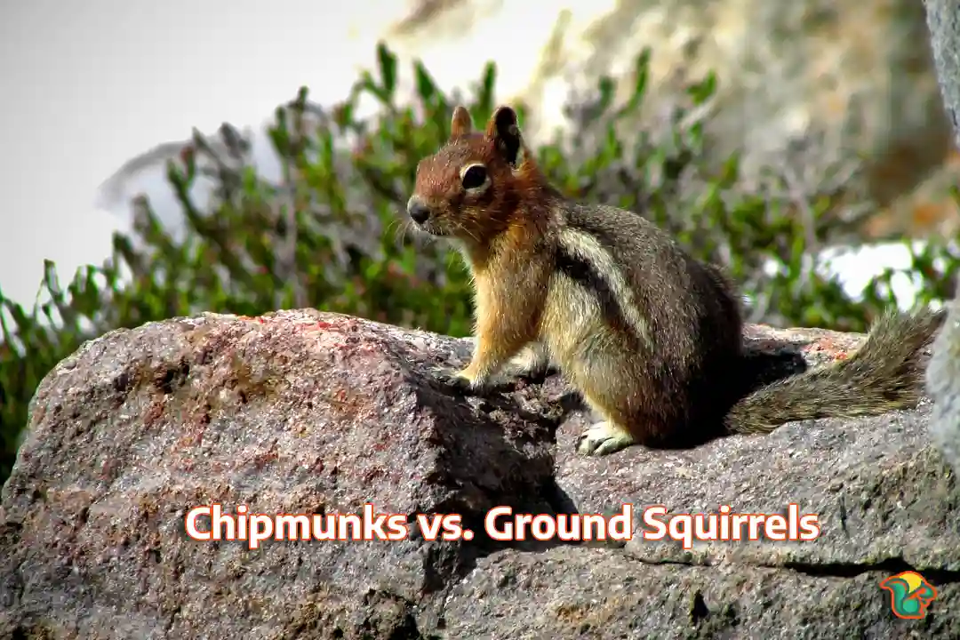Chipmunks vs. Ground Squirrels! [Pictures and Chart]
