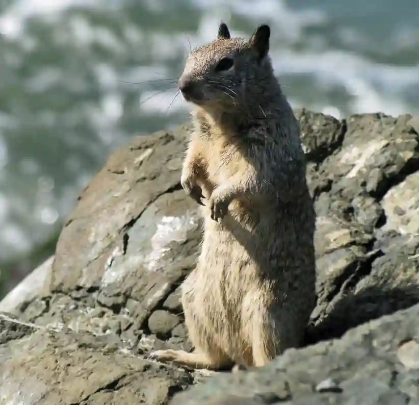 Ground Squirrels picture 1