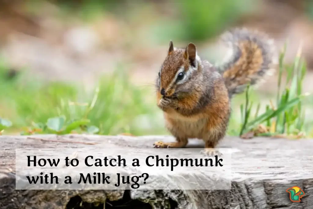 How to Catch a Chipmunk with a Milk Jug?