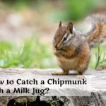 How to Catch a Chipmunk with a Milk Jug?